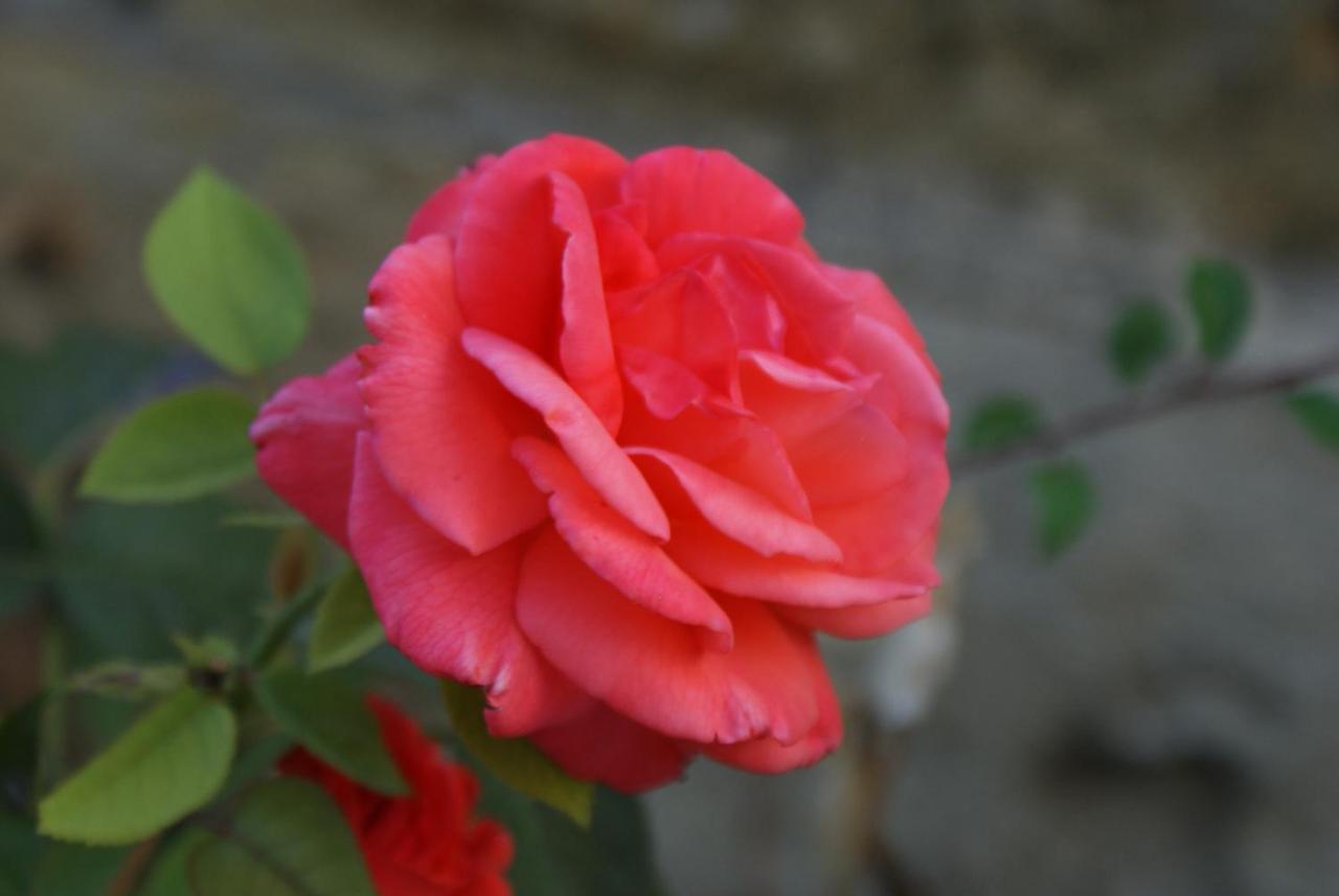Romantic Gite Nr St Emilion With Private Pool And Views To Die For Pujols  Exterior foto